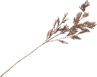 Siertak Mimosa leaf spray - thumbnail