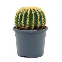 Echinocactus grusonii intermedius kamerplant - thumbnail