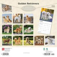 Golden Retriever Kalender 2026 - thumbnail