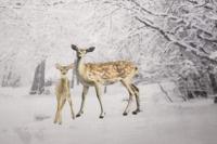 Papillon Dekbedovertrek Marijn Katoen-200x200/220 - thumbnail