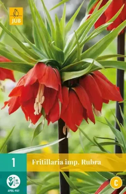 Fritillaria imperialis rubra 1 bol