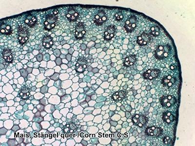BRESSER Microscoop preparaten 50 stuks - Biologie - thumbnail