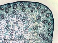 Bresser Microscoop preparaten 100 stuks - thumbnail