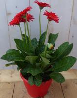 Perkplant Patio Gerbera rood in grote pot Warentuin Natuurlijk - Warentuin natuurlijk - thumbnail