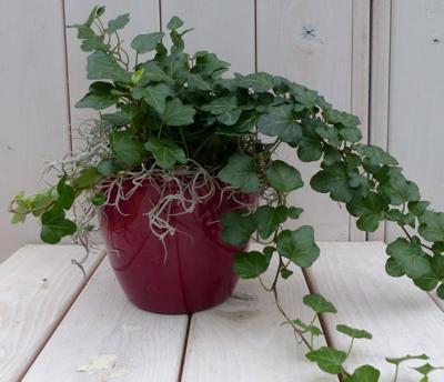 Klimop Hedrea donkergroen rode pot 25 cm Warentuin Natuurlijk - Warentuin natuurlijk