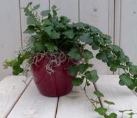 Klimop Hedrea donkergroen rode pot 25 cm Warentuin Natuurlijk - Warentuin natuurlijk - thumbnail