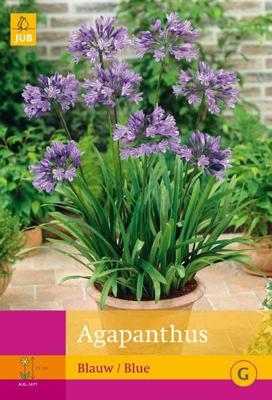 Agapanthus blauw