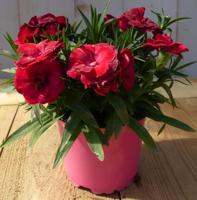 3 stuks! Anjer Dianthus rood Warentuin Natuurlijk - Warentuin natuurlijk - thumbnail