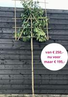 Leilaurier 180 cm - thumbnail