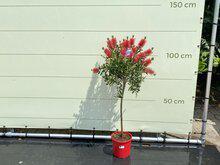 Callistemon - op stam - hoogte 110 cm