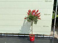 Callistemon - op stam - hoogte 110 cm - thumbnail