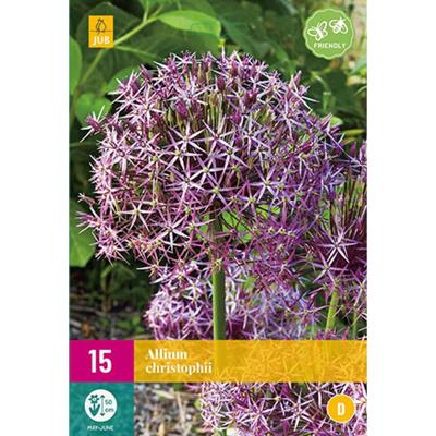 Allium christophii bloembollen 15 bollen Sierui JUB - Jub