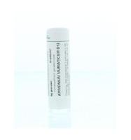 Homeoden Heel Ammonium muriaticum D12 6 Gram - thumbnail