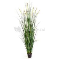 Kunstplant Foxtail wild grass XXL - thumbnail