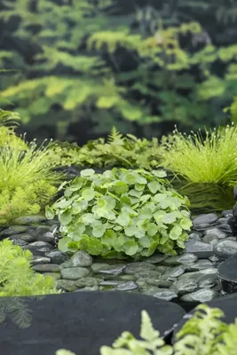 Zuurstofplant Hydrocotyle vulgaris