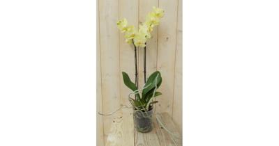 Vlinderorchidee Twee Takken geel 60 cm Phalaenopsis Warentuin Natuurlijk - Warentuin natuurlijk
