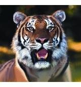 Animal Essences Tiger (tijger) 30 Milliliter - thumbnail