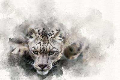 Schilderij - Sneeuwluipaard, digitaal schilderij , Zwart wit , 2 maten , Premium print