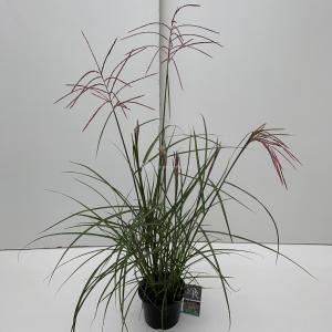 Prachtriet (Miscanthus sinensis "Ferner Osten") siergras - In 3 liter pot - 1 stuks Prachtriet (Miscanthus sinensis "Ferner Osten") siergras - In 3 liter pot - 1 stuks
