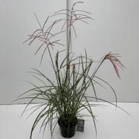 Prachtriet (Miscanthus sinensis "Ferner Osten") siergras - In 3 liter pot - 1 stuks - thumbnail