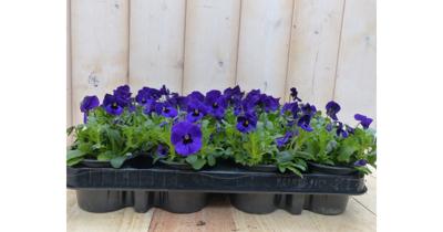 Bosviolen Violen Paars 12 stuks Viola Warentuin Natuurlijk - Warentuin natuurlijk