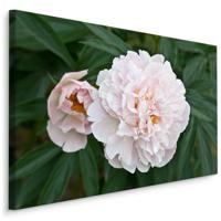 Schilderij - Witte Pioen roos , print op canvas, premium print , Wanddecoratie - thumbnail