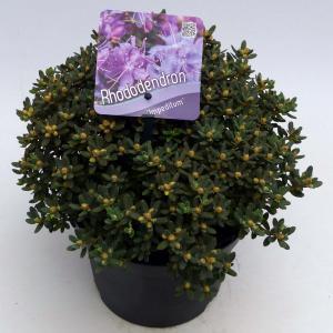 Dwerg rododendron (Rhododendron "Impeditum") heester - 20-25 cm - 1 stuks