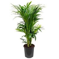 Kentia Palm howea forsteriana 14pp kamerplant - thumbnail