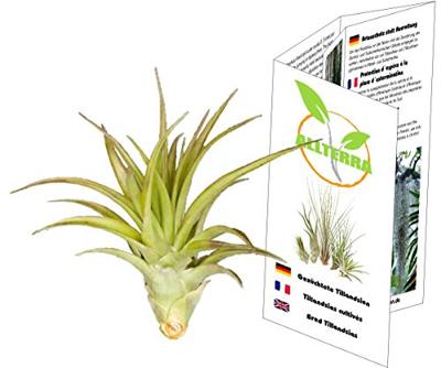 METAZOA PREMIUM PAARDENVOEDING FITRIGHT LUZERNE
