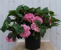 Hortensia Hydrangea roze groot 80 cm Warentuin Natuurlijk - Warentuin natuurlijk - thumbnail