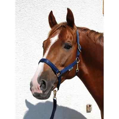 Bucas Halster Dublin