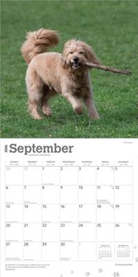 Goldendoodle Kalender 2026 Goldendoodle Kalender 2026