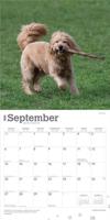 Goldendoodle Kalender 2026 - thumbnail