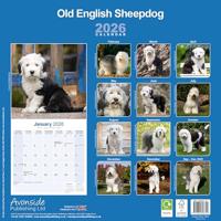 Old English Sheepdog Kalender 2026 - thumbnail