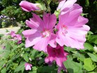 Struikmalva - thumbnail