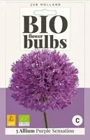 Bio allium purple sensation 5 bollen - thumbnail