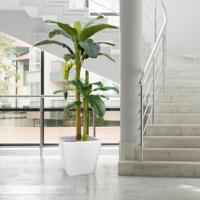 Bananen kunstboom 180cm - thumbnail