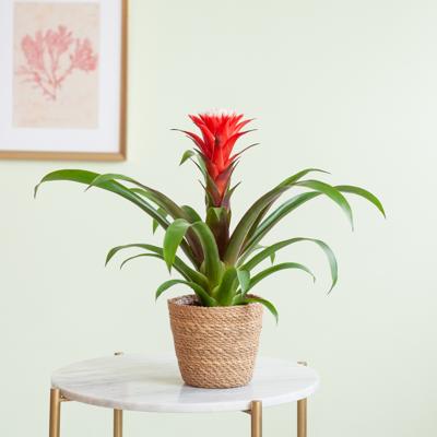 Bromelia Guzmania Francesca - p12 Bromelia Guzmania Francesca - p12