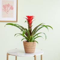 Bromelia Guzmania Francesca - p12 - thumbnail