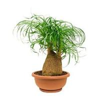 Beaucarnea recurvata ollie kamerplant - thumbnail