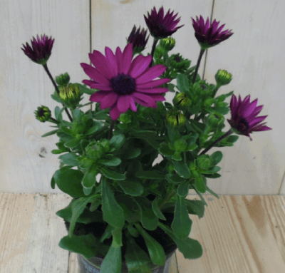 3 stuks! Spaanse margriet paars/donker-roze Osteospermum Warentuin Natuurlijk - Warentuin natuurlijk 3 stuks! Spaanse margriet paars/donker-roze Osteospermum Warentuin Natuurlijk - Warentuin natuurlijk