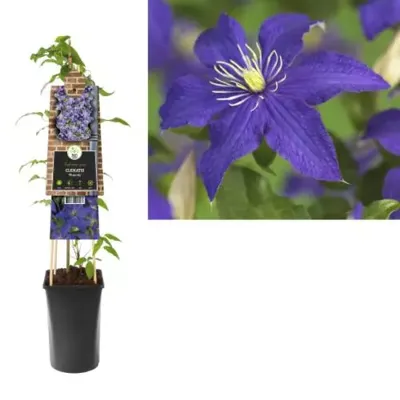 Blauwe bosrank (Clematis "Rhapsody") klimplant Blauwe bosrank (Clematis "Rhapsody") klimplant