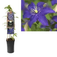 Blauwe bosrank (Clematis "Rhapsody") klimplant - thumbnail