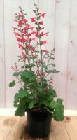 Salvia Salie rood - Warentuin natuurlijk - thumbnail
