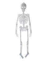 Skelet 150 cm - thumbnail