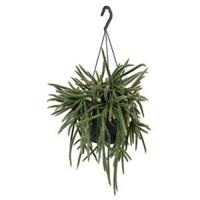 Rhipsalis horrida S hangplant - thumbnail