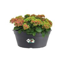 Elho Green Basics Plantenschaal Zwart Ø33cm - thumbnail