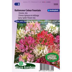 Cleome Spinosa zaden Colour Fountain Kattensnor
