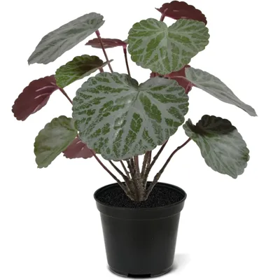 Saxifraga 25 cm - Kunstplant