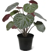 Saxifraga 25 cm - Kunstplant - thumbnail